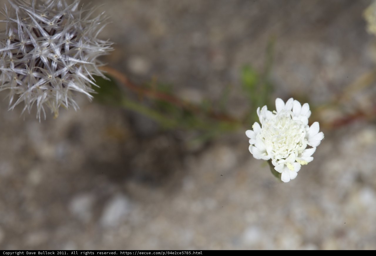 Solo White Blossom