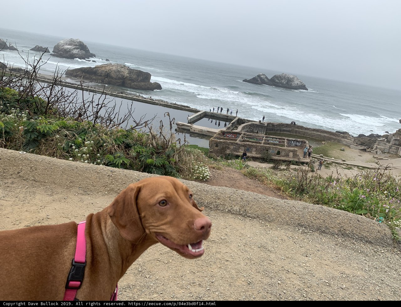 A Vizsla's Day Out at the Beach