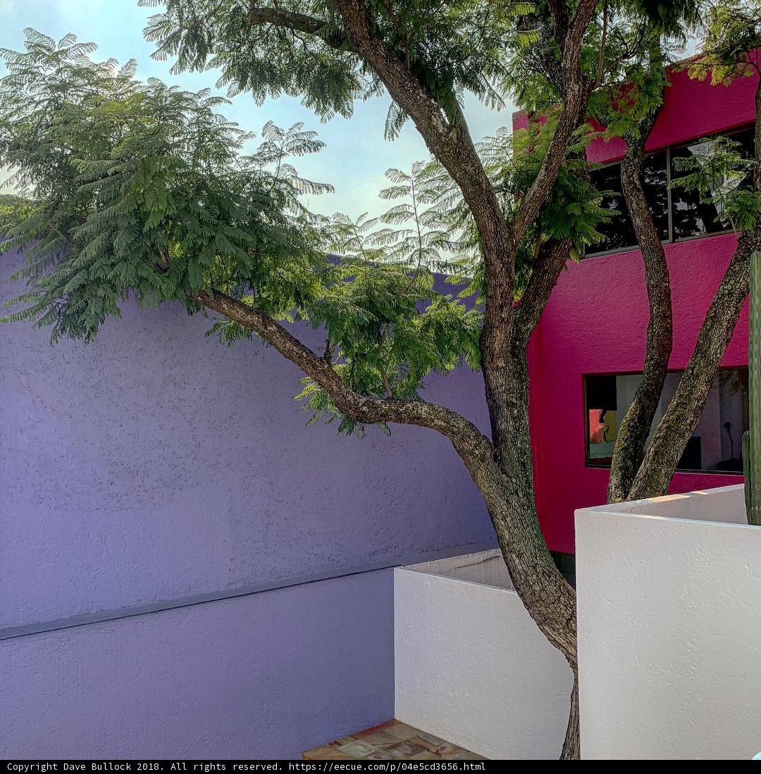 The Majestic Tree Beside the Lavender Villa