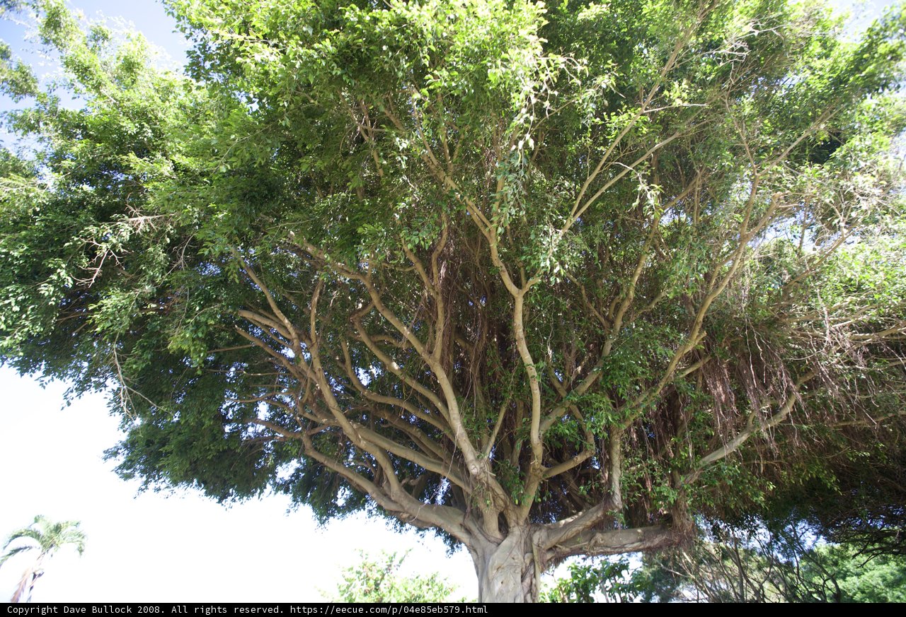 Majestic Eucalyptus Tree