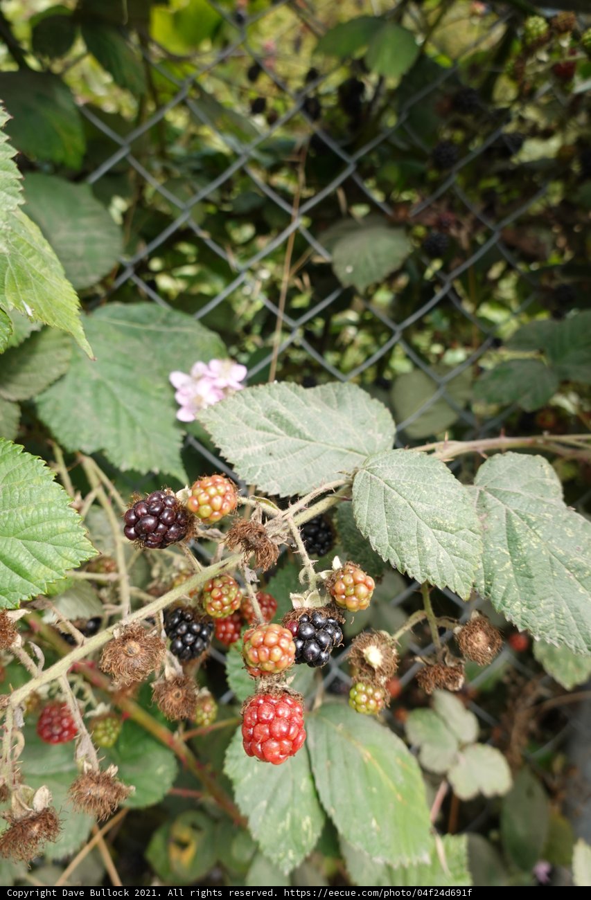 Sweet and Juicy Blackberries