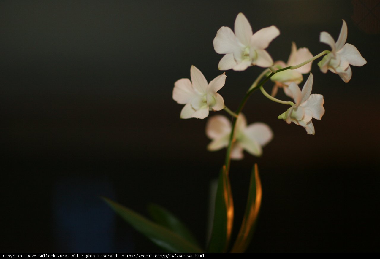 Close-up of a Mysterious Orchid