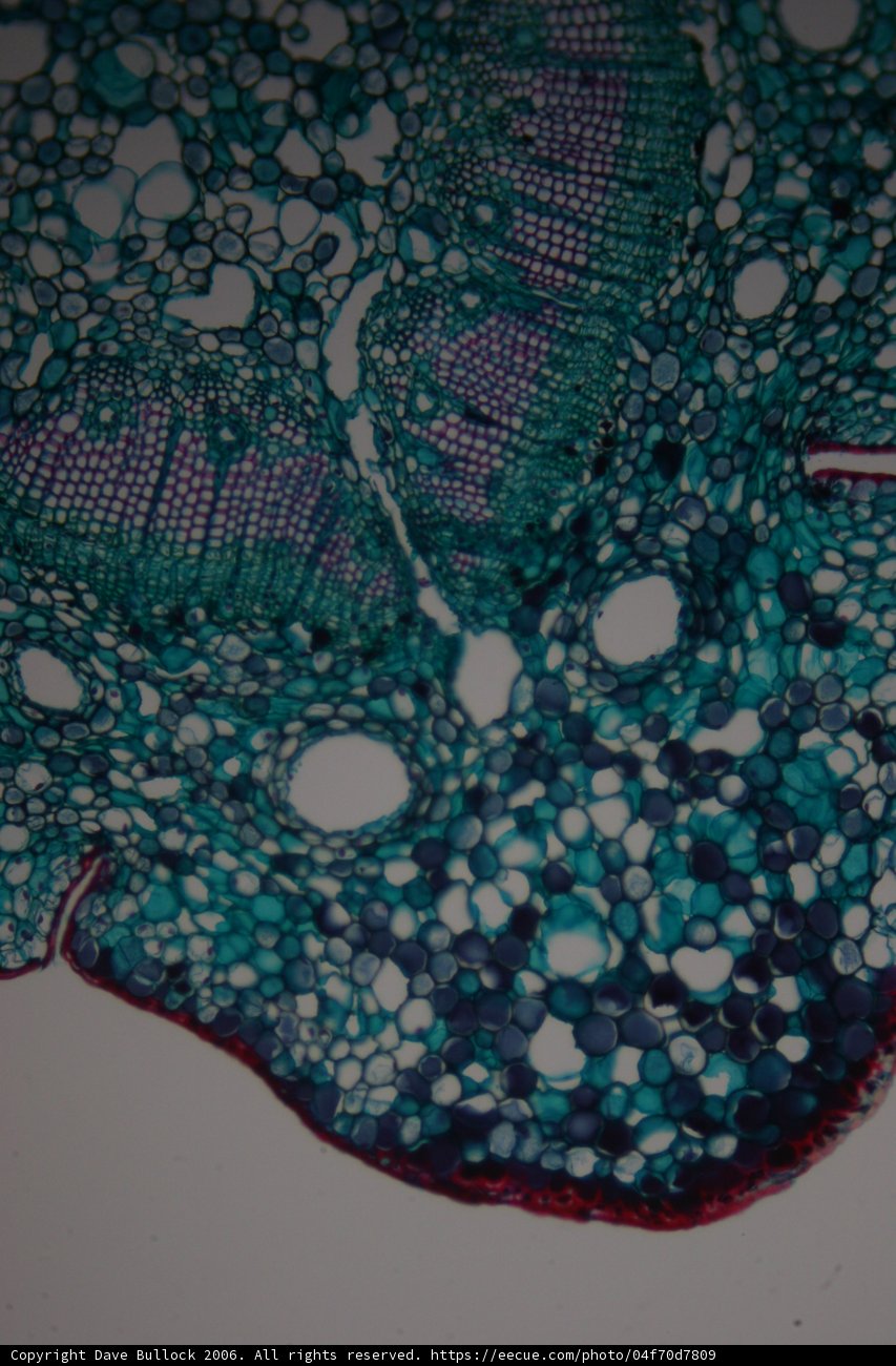 Cellular Beauty
