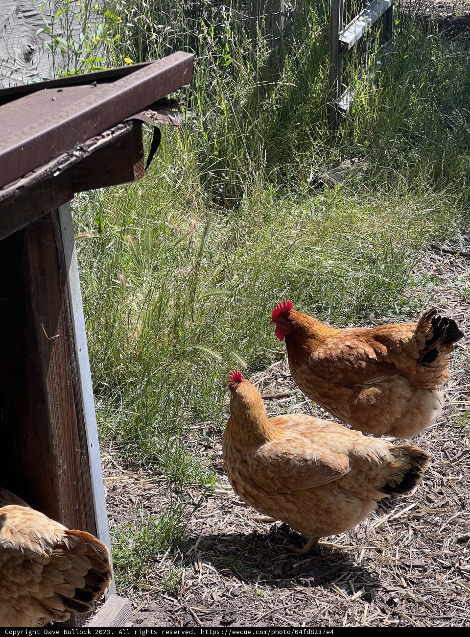 Feathered Friends: A Group Showcase, Sonoma 2023