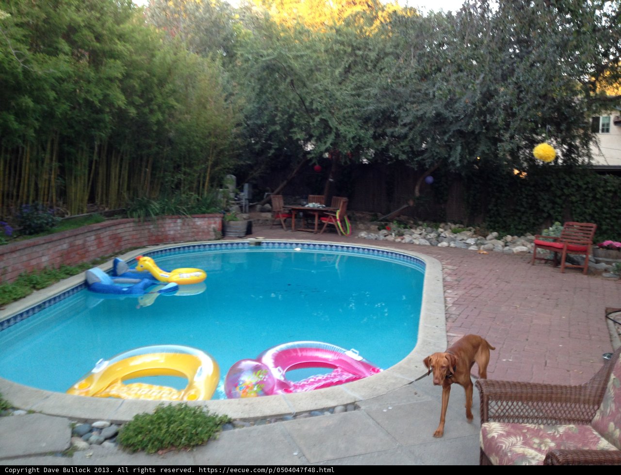 Relaxing Backyard Fun with Furry Companions