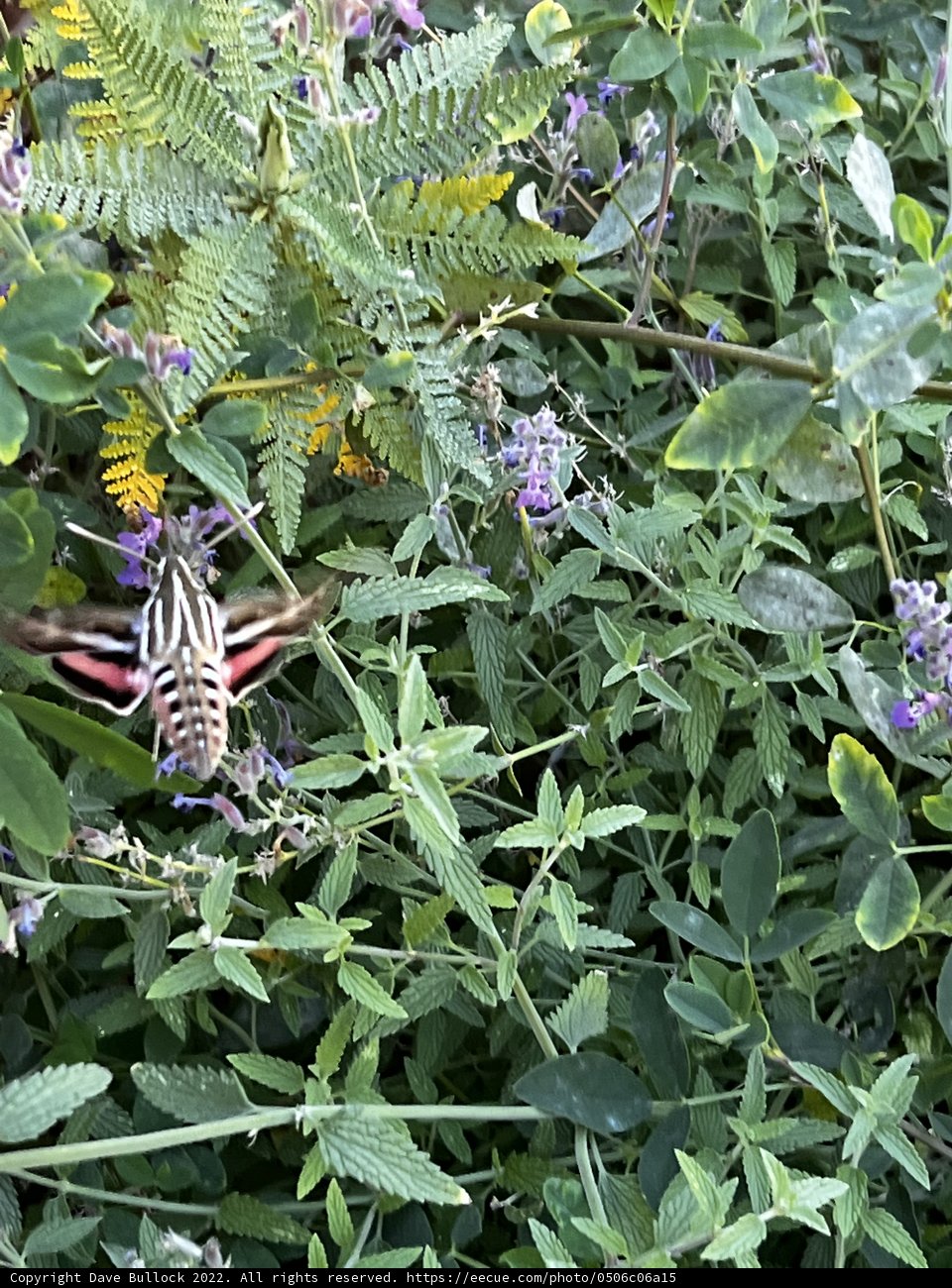 Graceful Butterfly Amongst Foliage