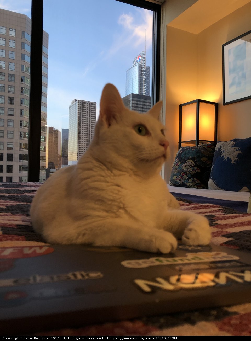 White Cat and Laptop