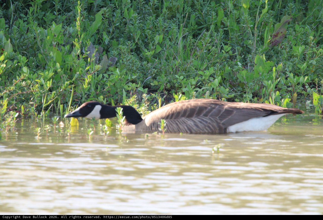 Canada Goose Resting in Flooded Wetland Waters
