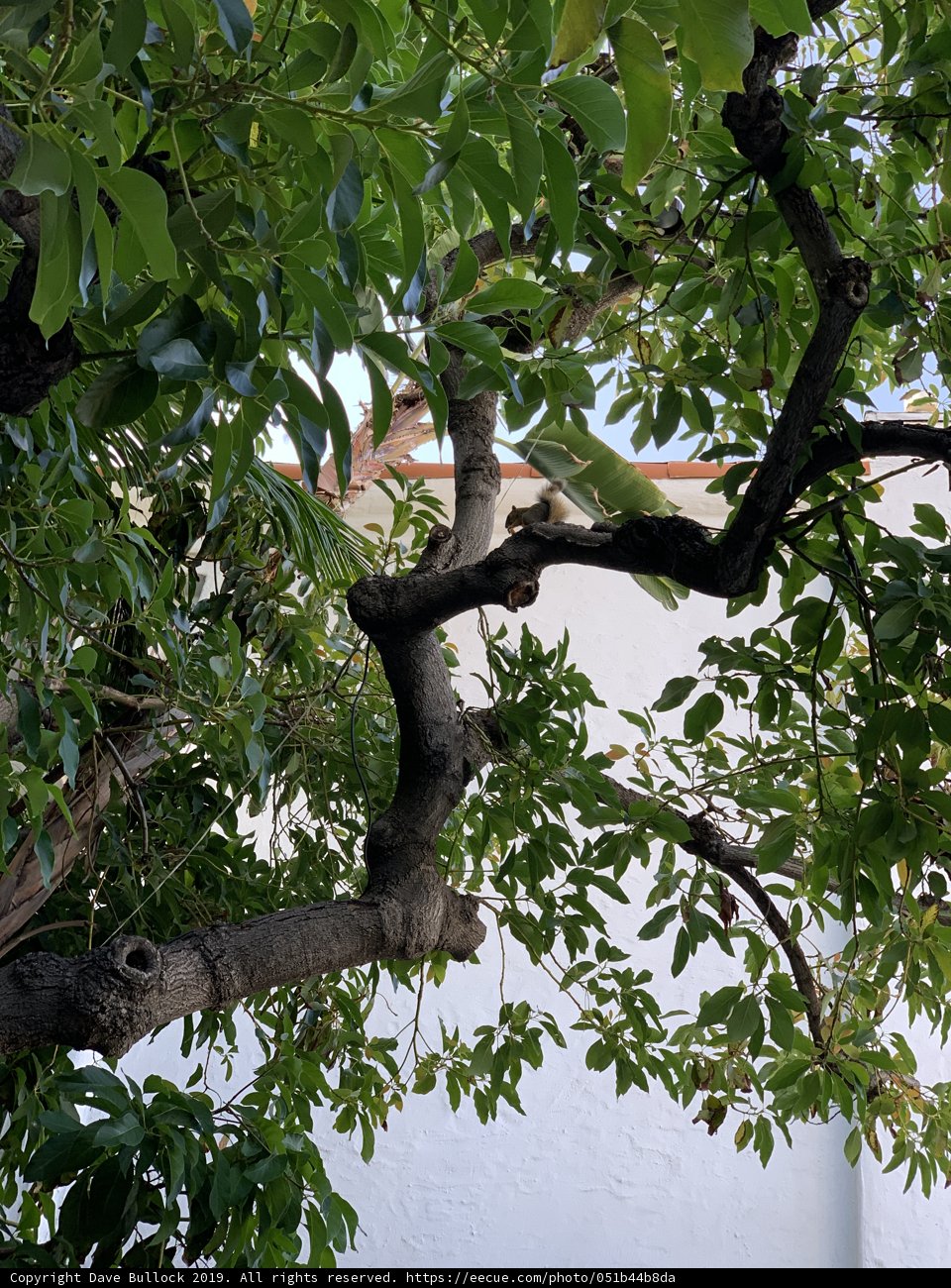 Bird Perched on Leafy Tree Branch in West Hollywood