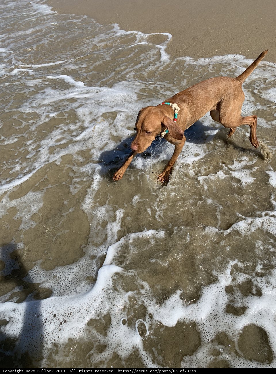 Beach Bound Buddy