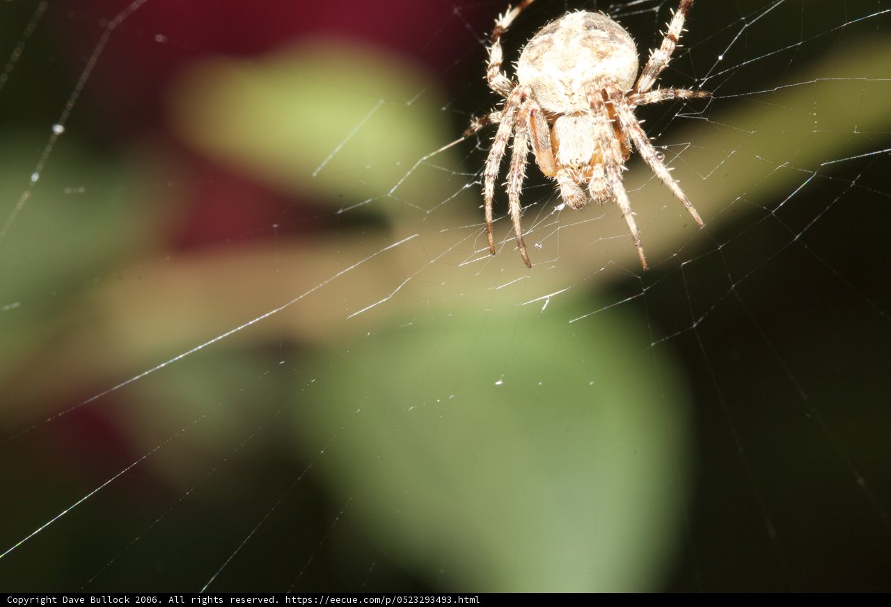 The Night Watchman
