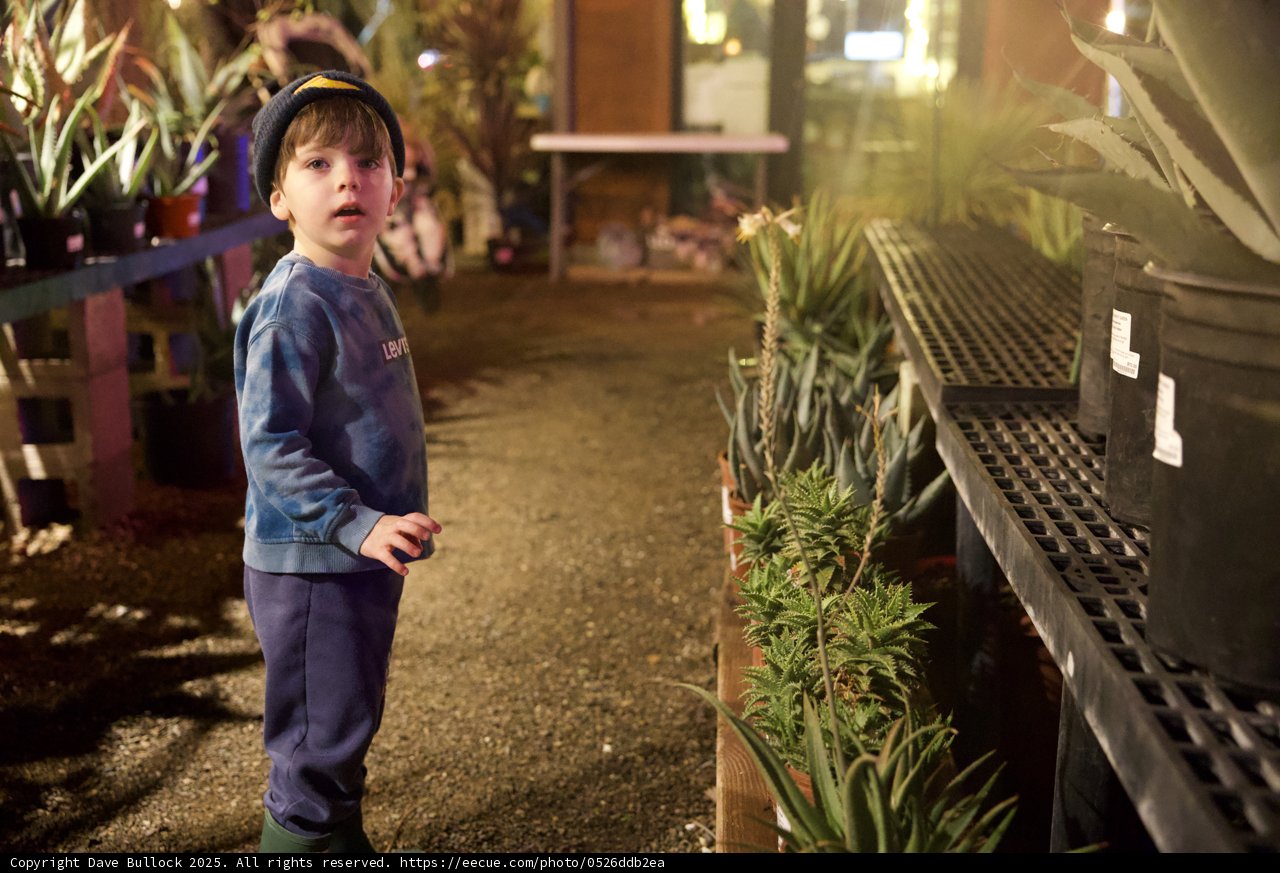 Curious Wanderer in the Garden
