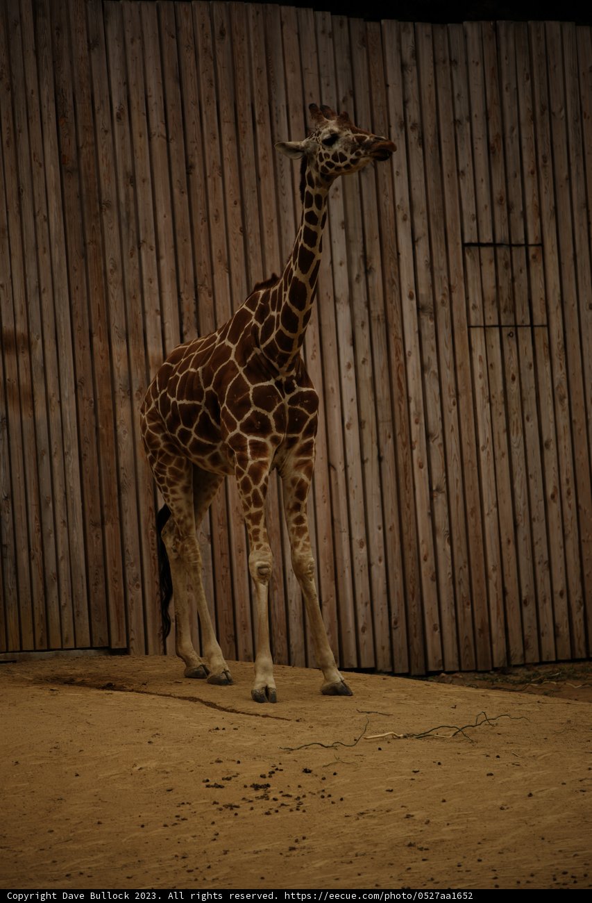 Majestic Oakland Zoo Resident