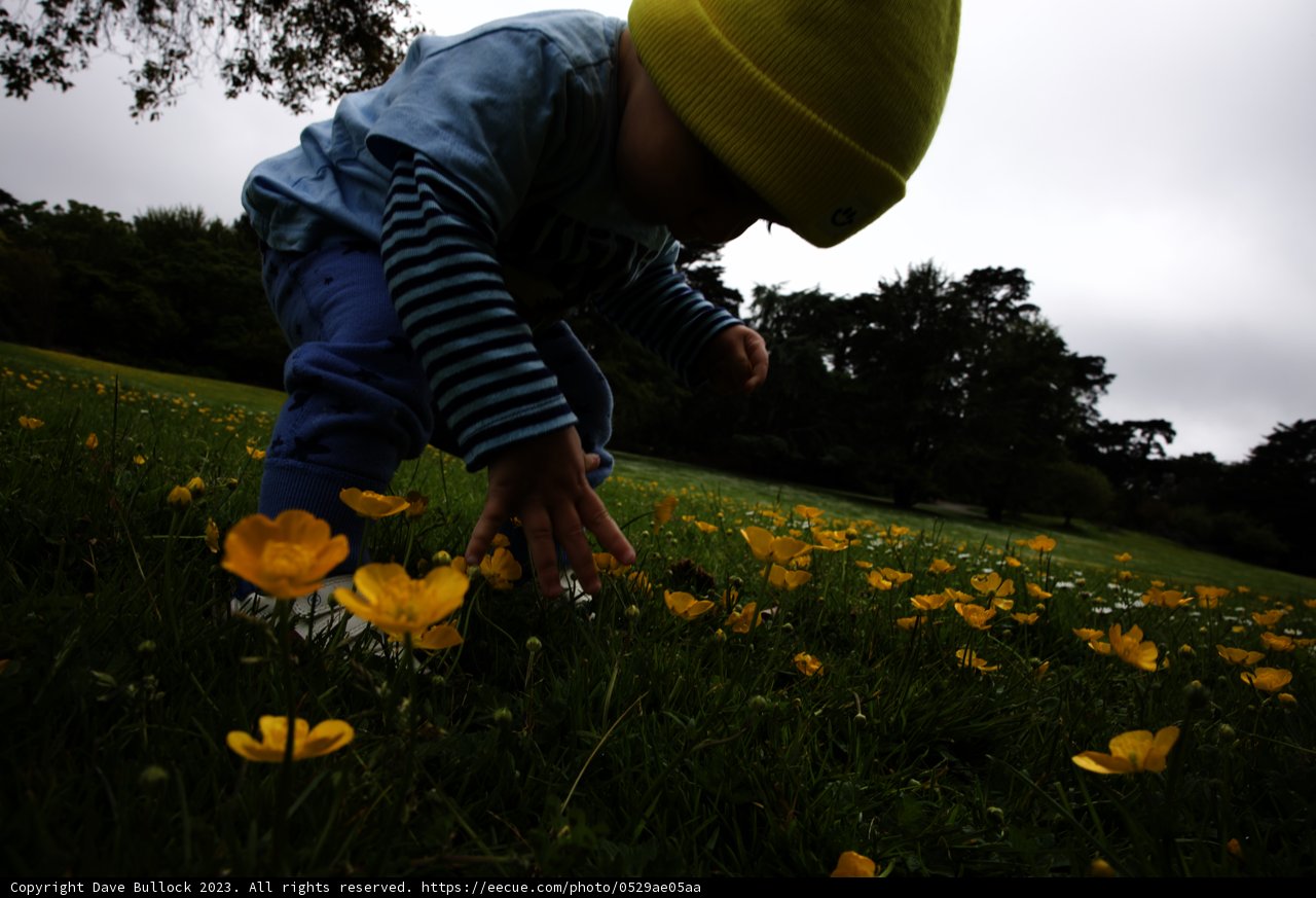 Blooming Adventure at San Francisco Botanical Garden