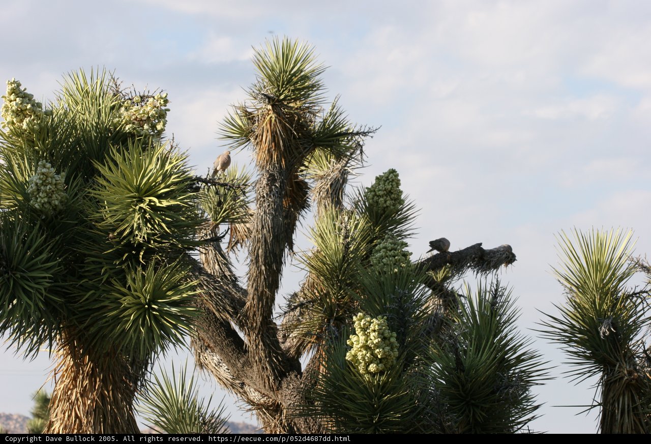 Joshua Tree Oasis