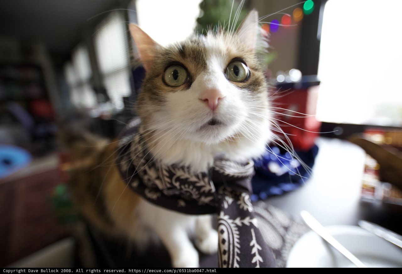 Cozy Christmas Kitty