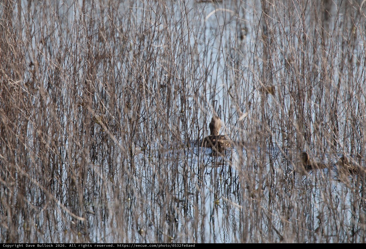 Camouflaged Bird Among Winter Reeds in Wetland