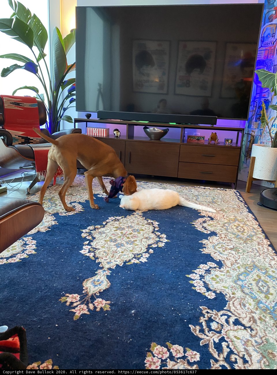 Canine and Feline Playtime in a Stylish Living Room