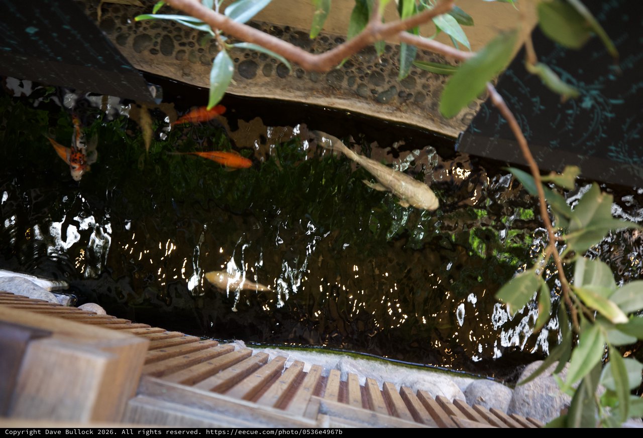 Mossy Rock Stream with Natural Wooden Steps