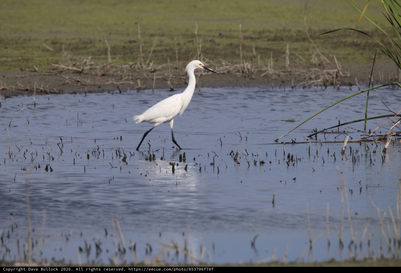 Snowy Egret Hunting in Flooded Rice Field Stubble