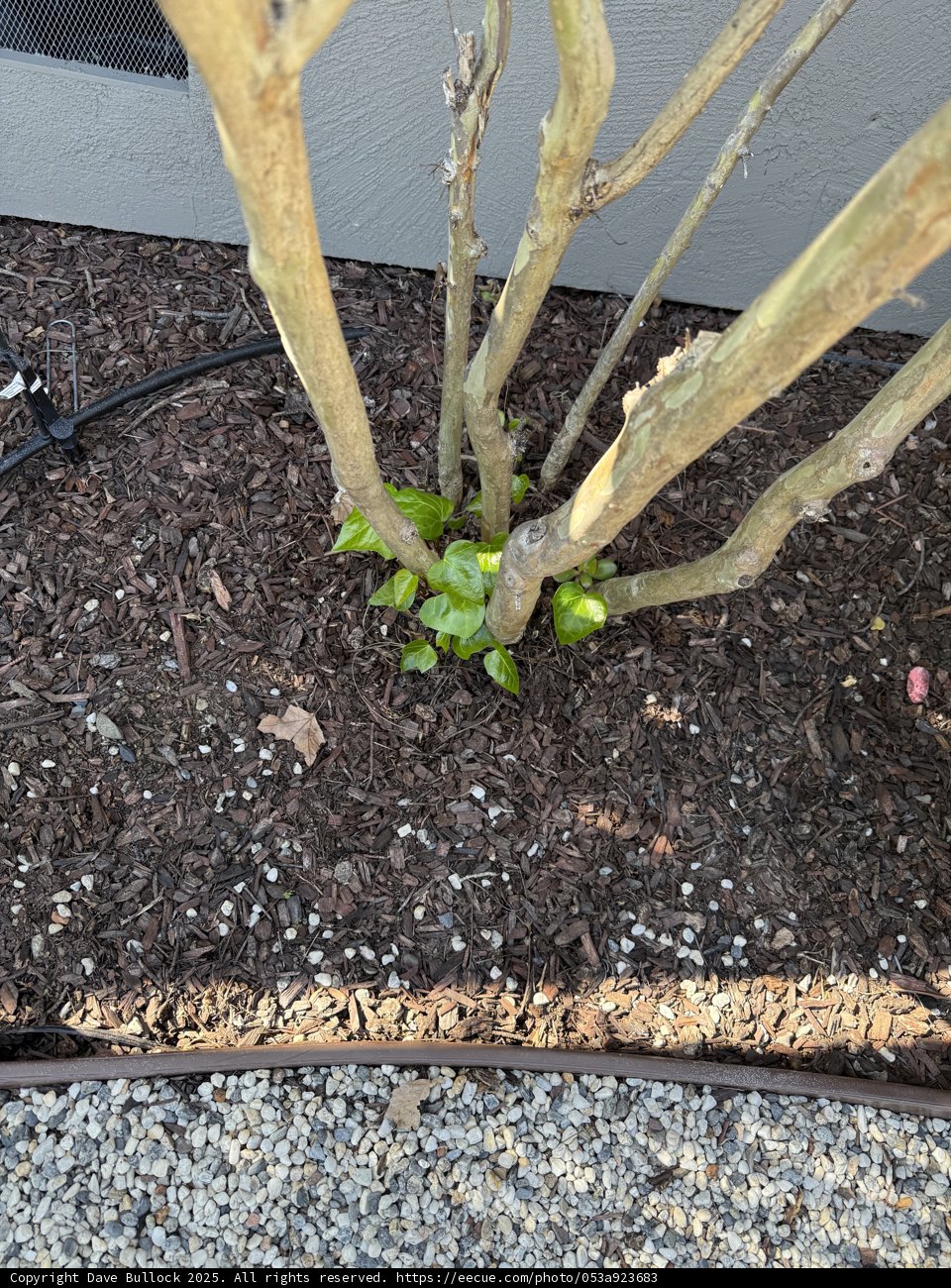 New Growth in Early Spring