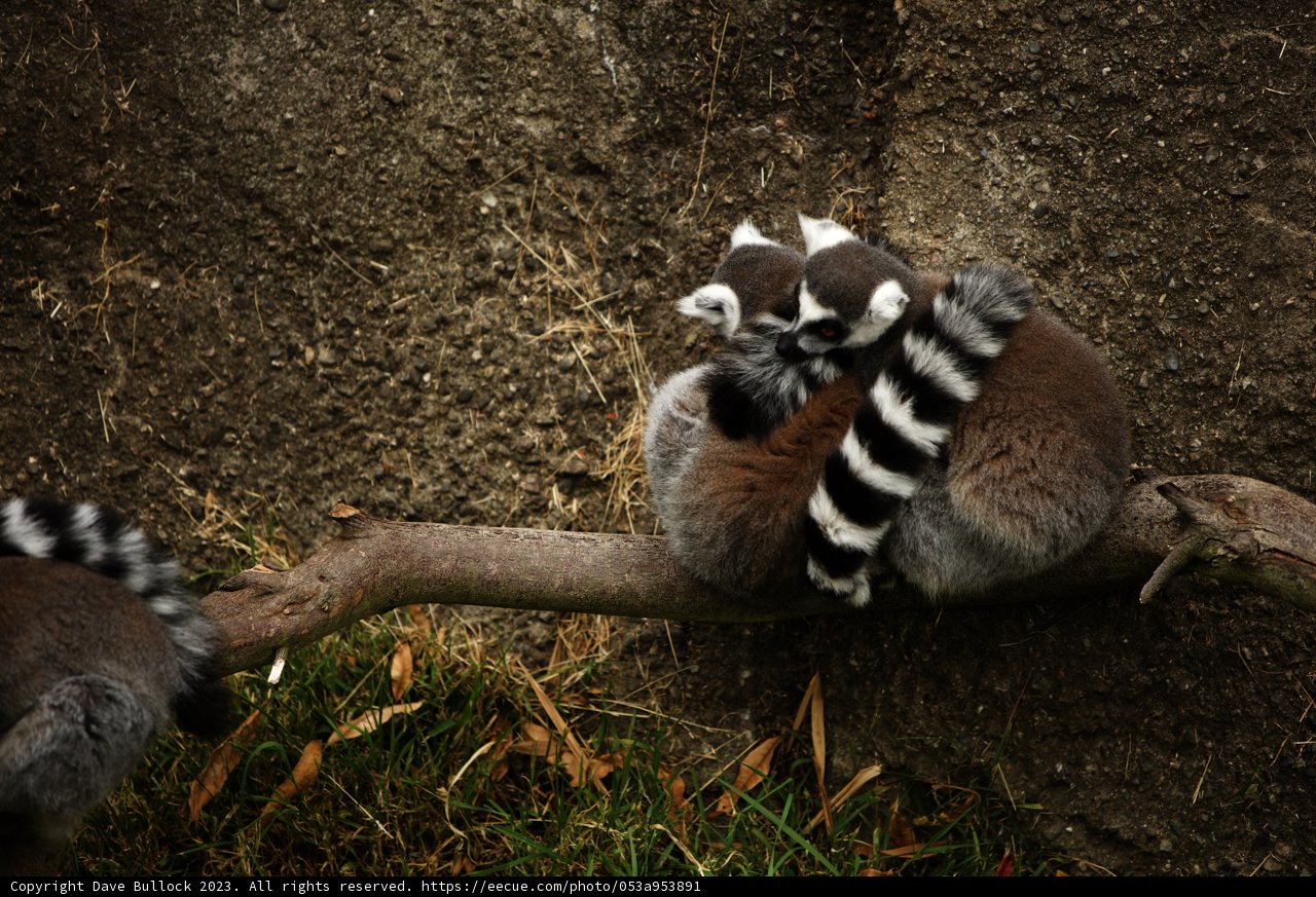 Embrace in the Wild: Zoo Chronicles 2023