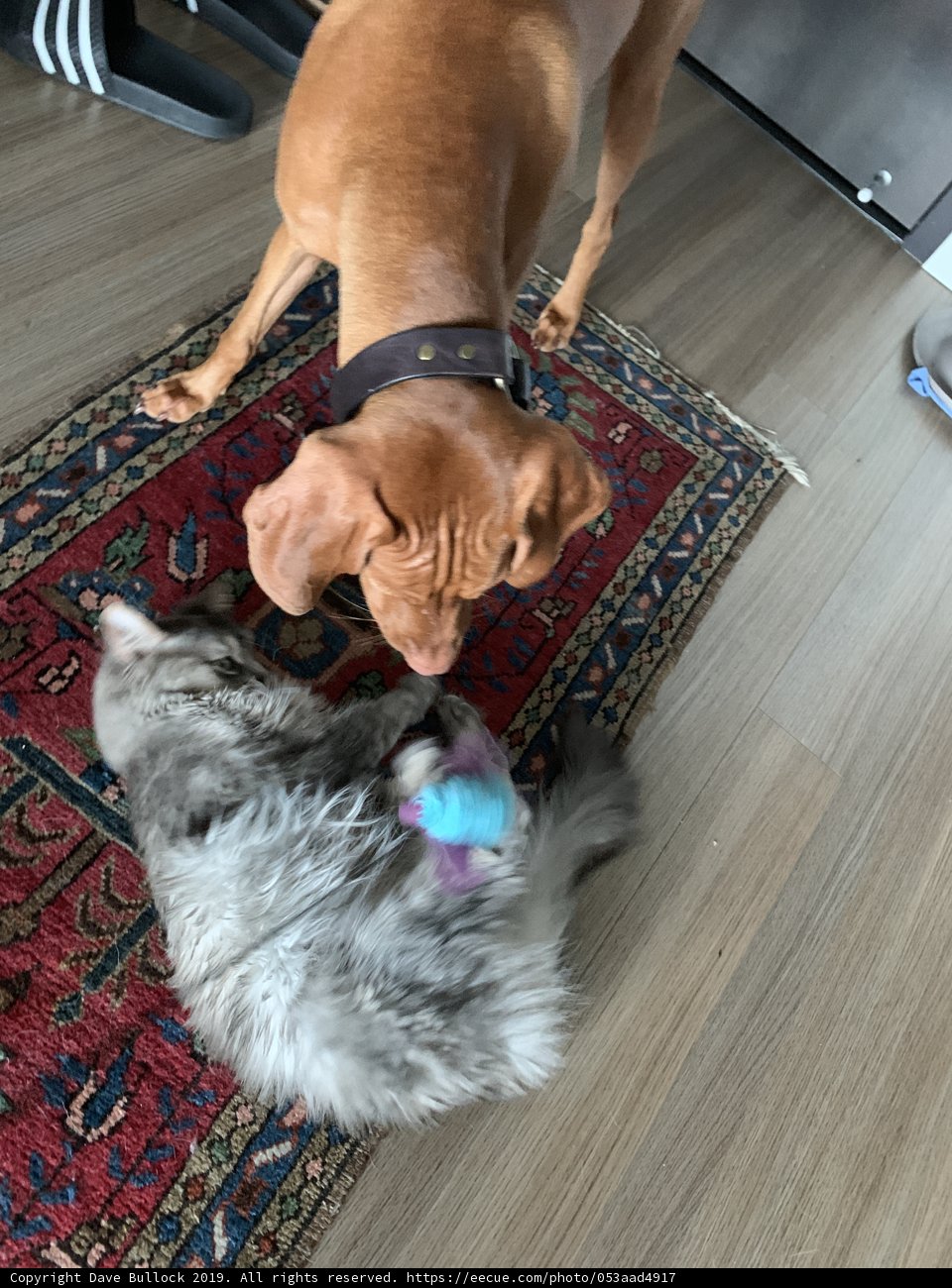 Furry Friends on Hardwood Flooring