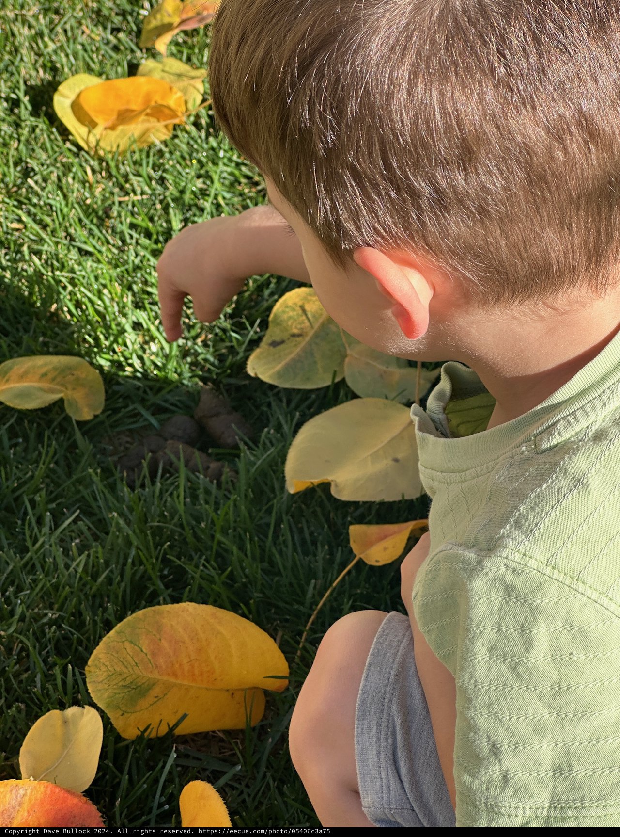 Child Exploring Autumn Leaves on Grass