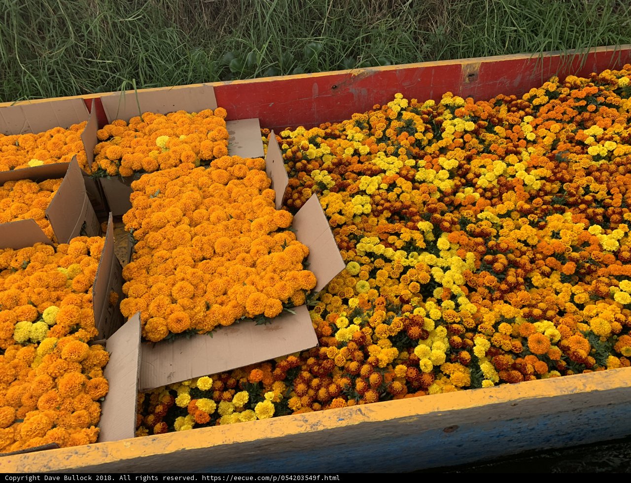 Burst of Sunshine