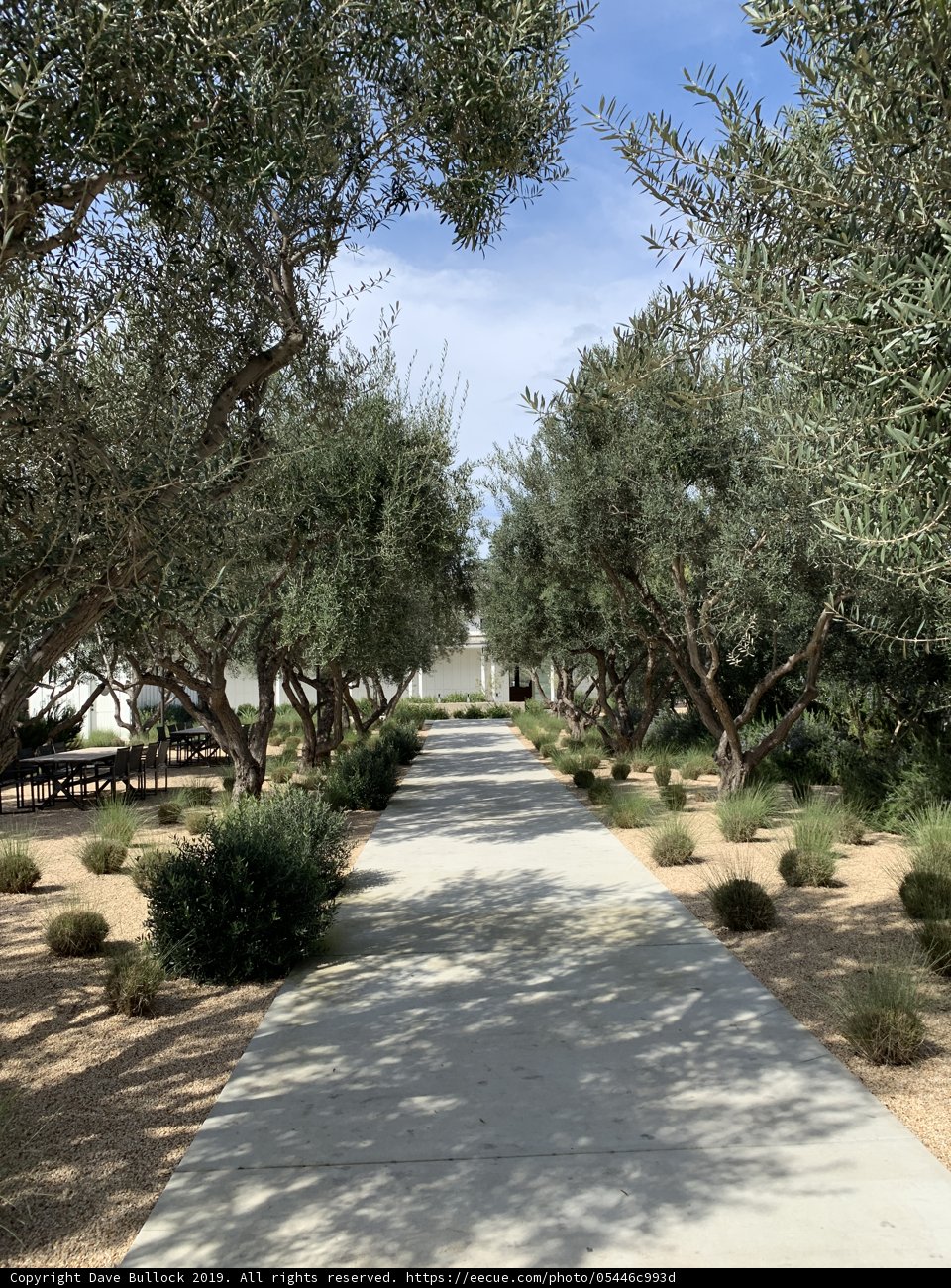 Olive Walkway in the Desert