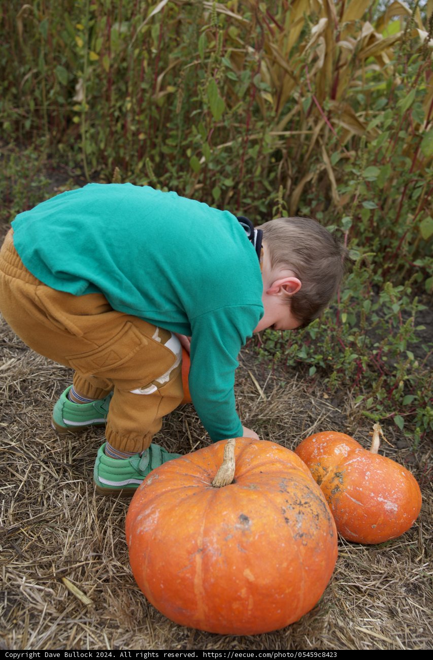 Harvest Joy
