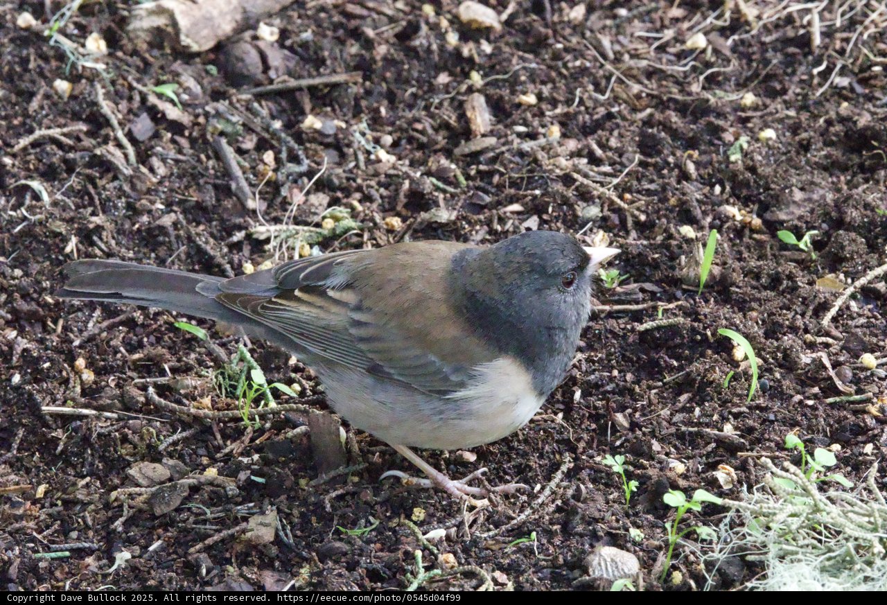 A Finch Amongst the Soil