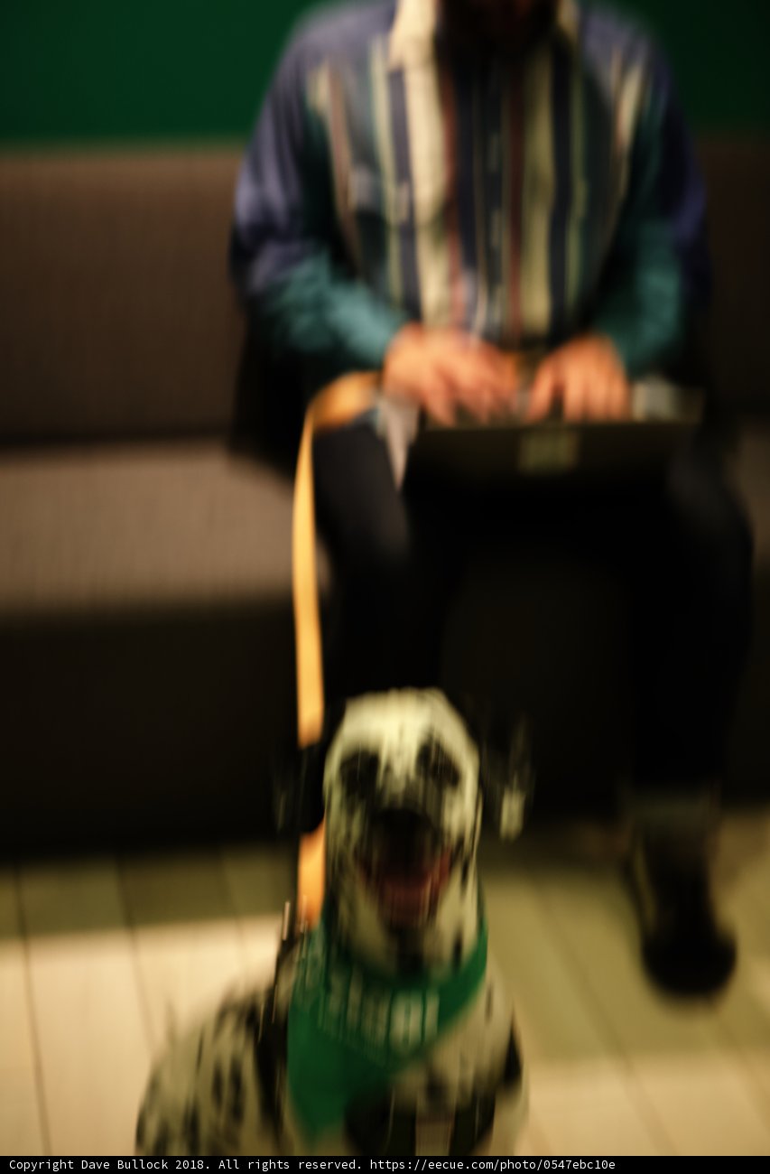 Man Working with his Best Friend by His Side