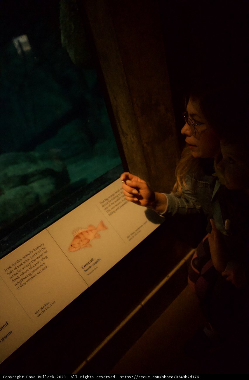 Enthralling Underwater Journey at Monterey Bay Aquarium
