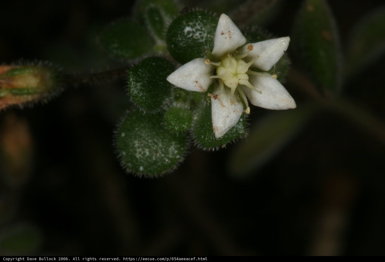 Delicate Geranium Blossom