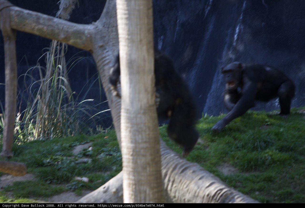 Ape Walk