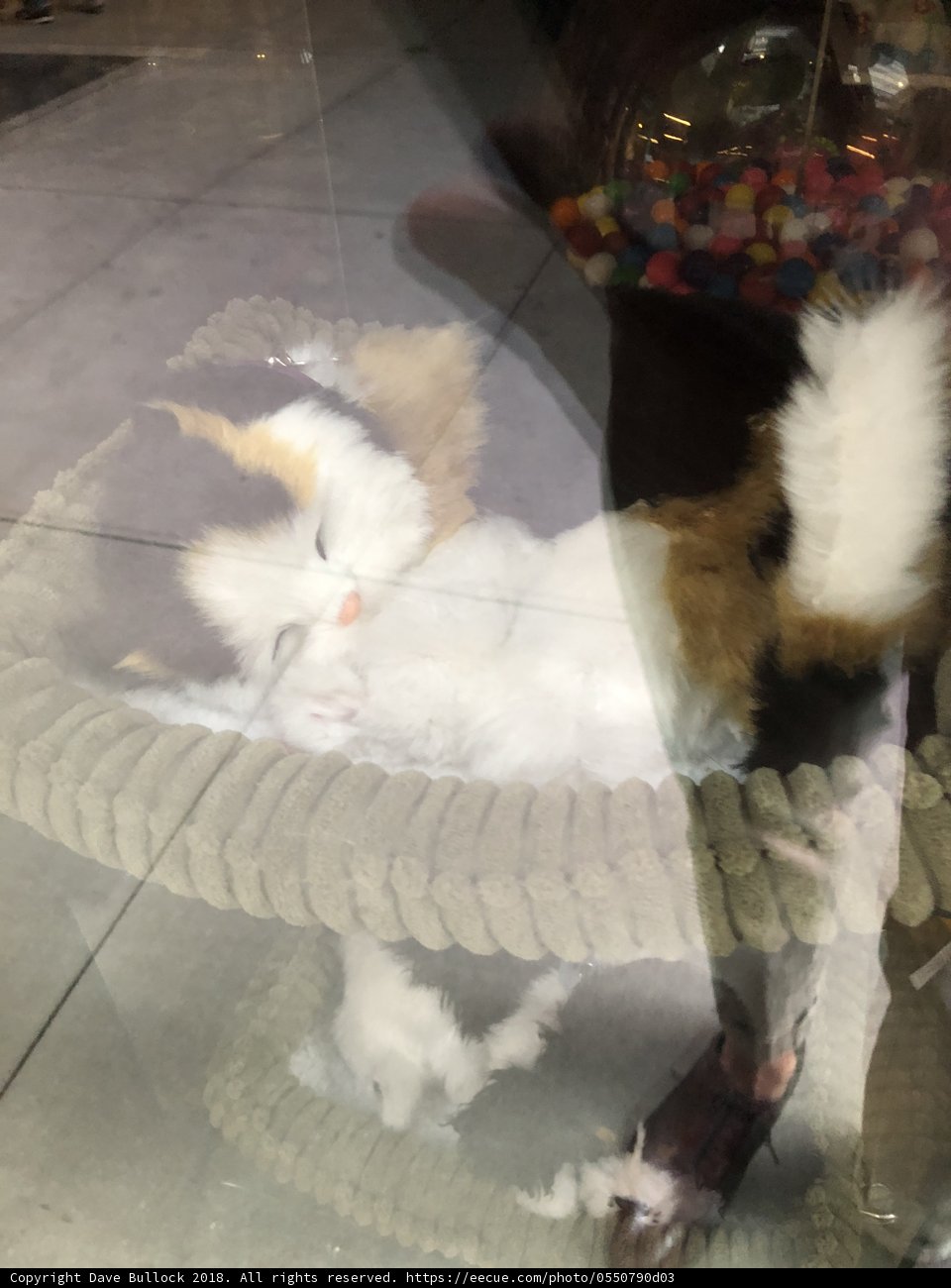 Feline Naptime in a Woven Haven