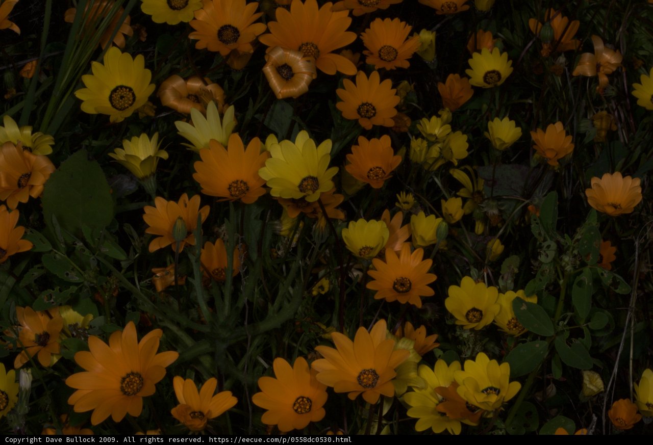 Glow in the Dark Meadow