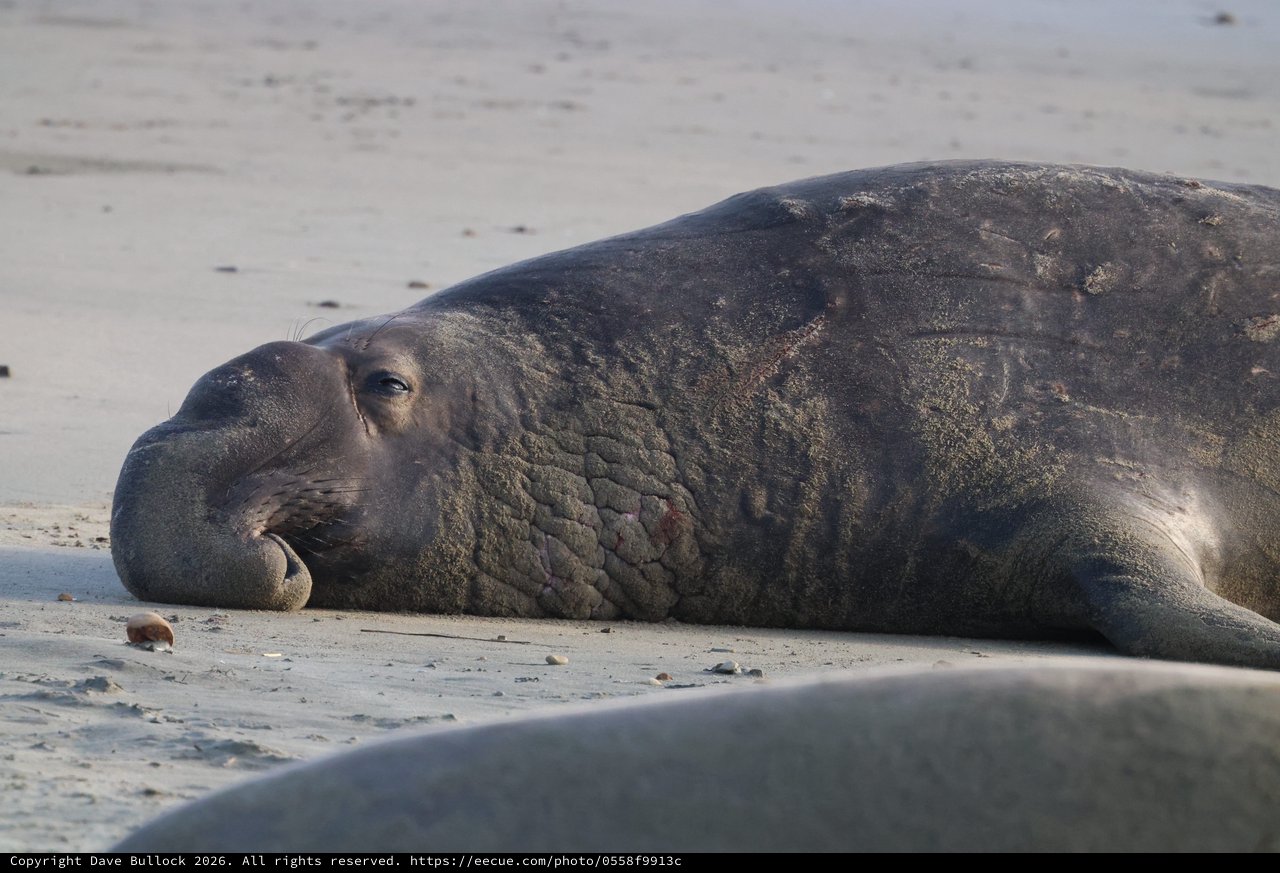 Resting Elephant Seal on California Beach at Dusk