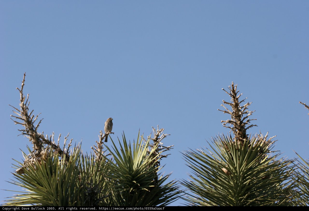 Perched on a Palm