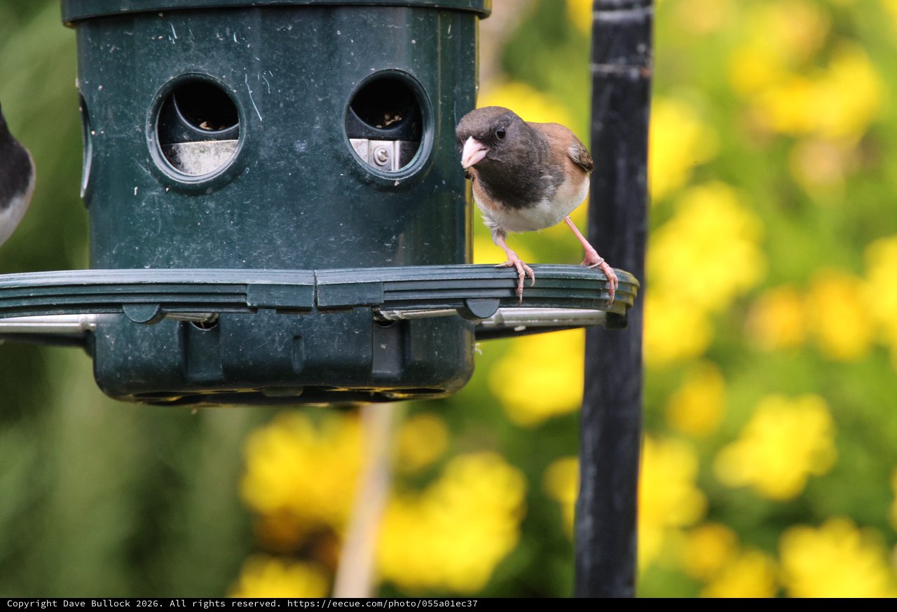 Junco Perched on Garden Bird Feeder