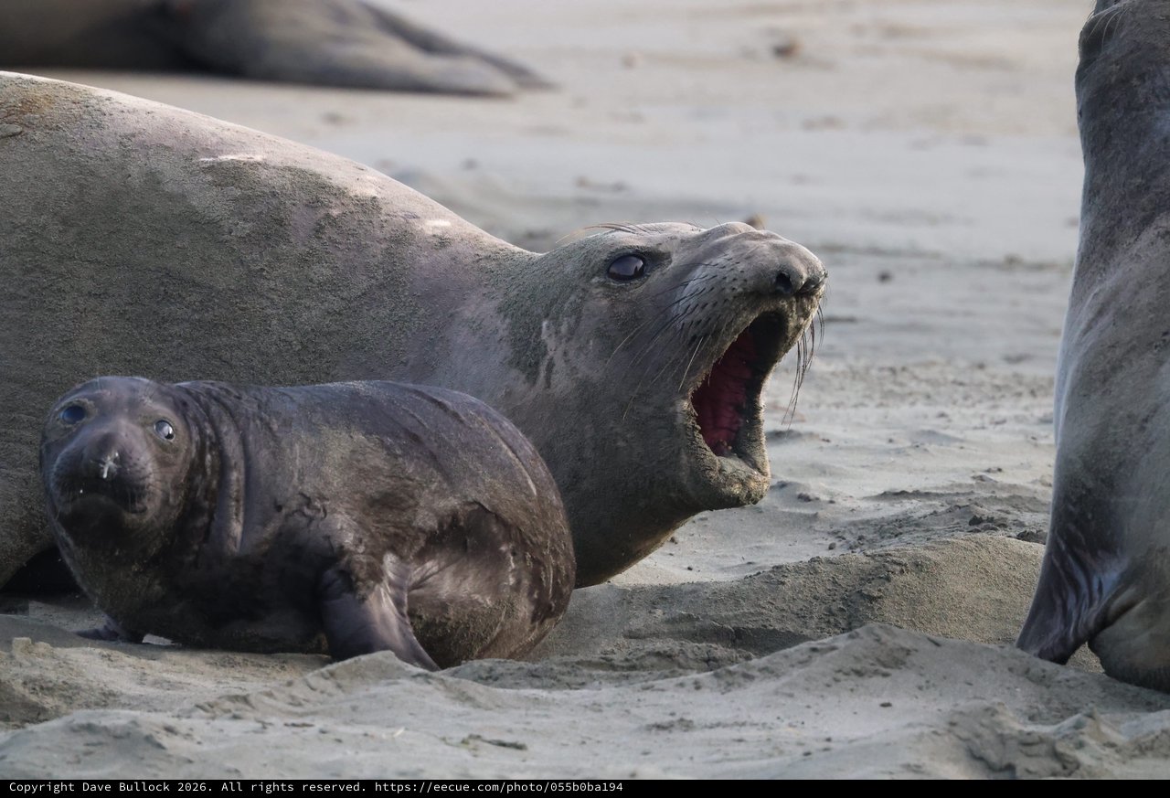 Mother Elephant Seal Vocalizing with Pup at Drakes Beach