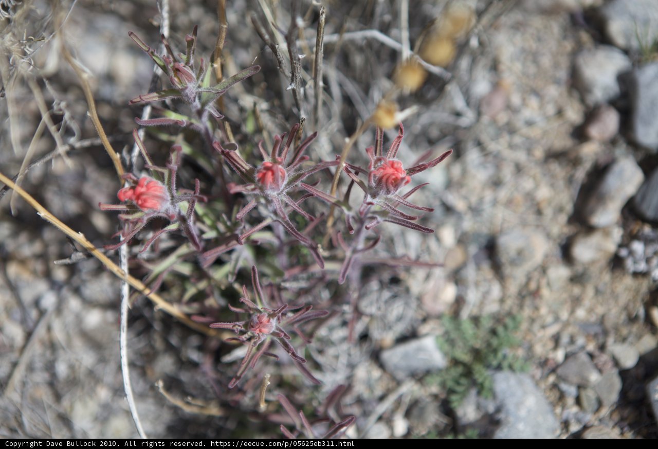 Red Flowered Plant in the Desert