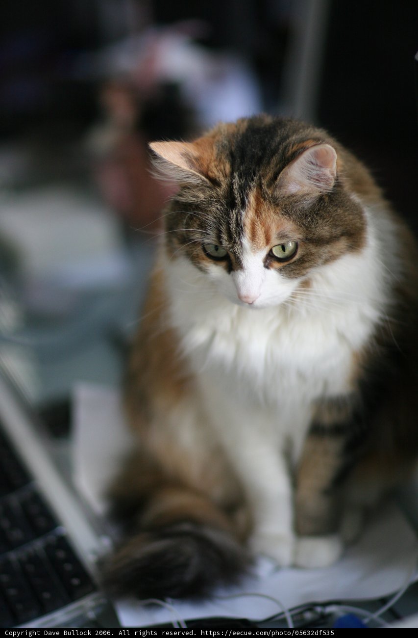 Feline Work Assistant