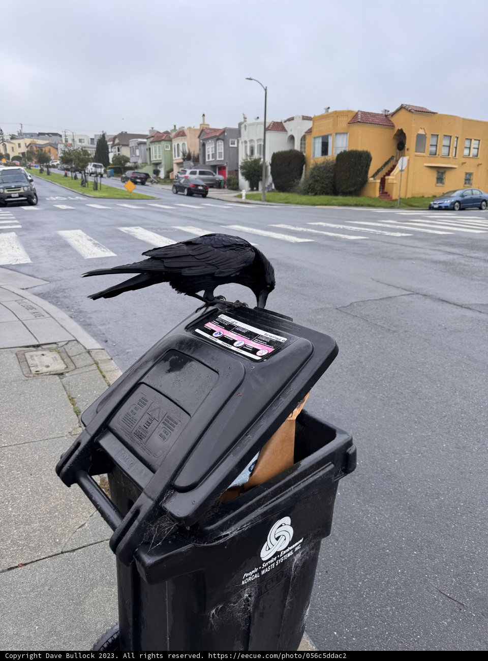 Urban Observer