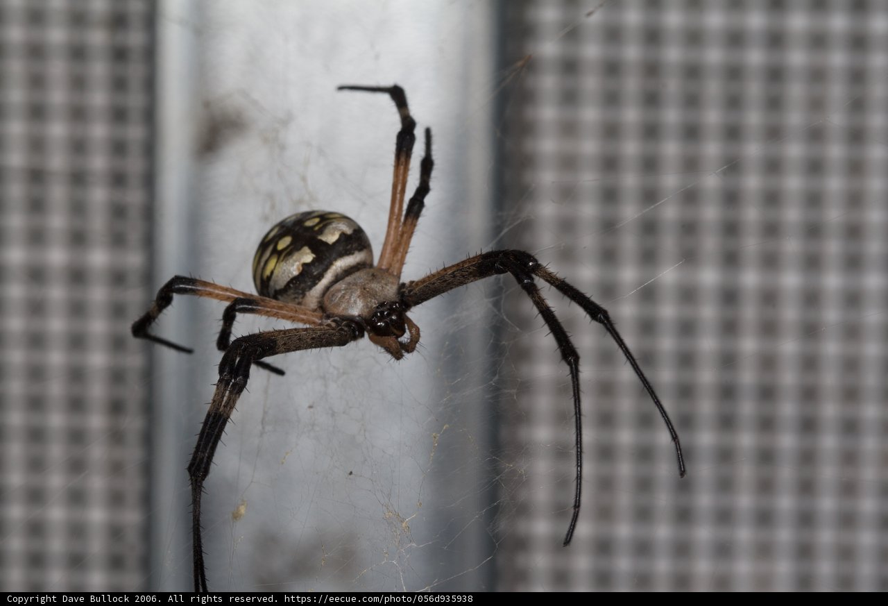 The Long-Legged Beauty