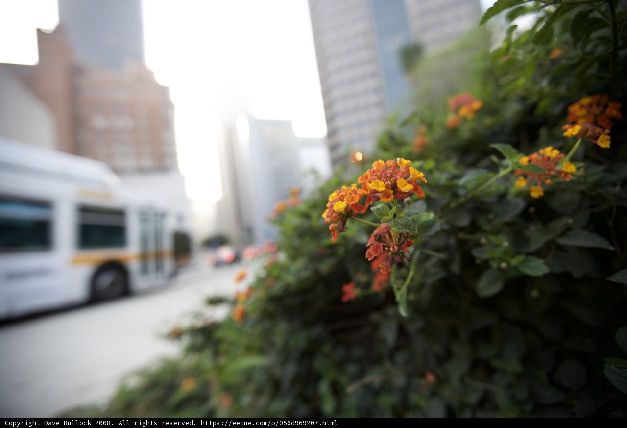 A Bus Among Flowers