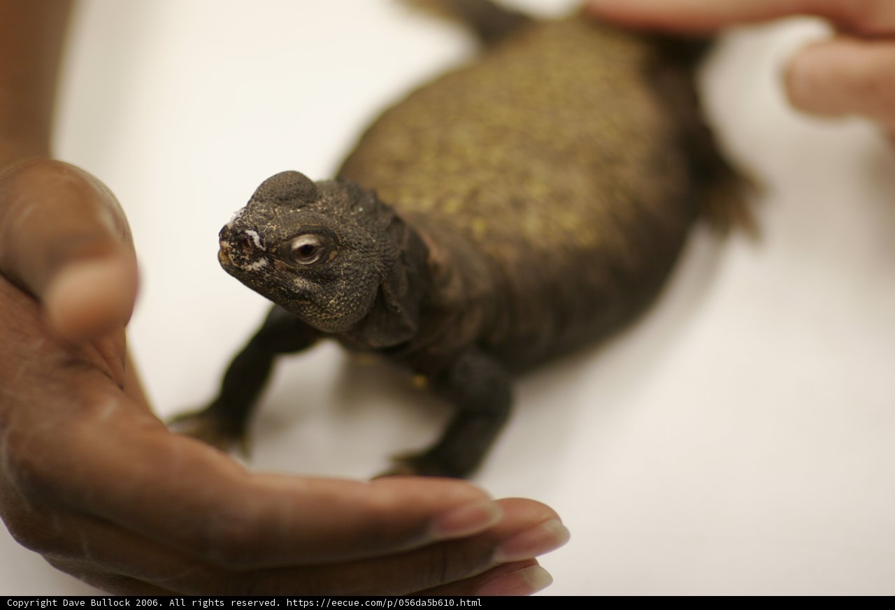 Holding a Tiny Lizard