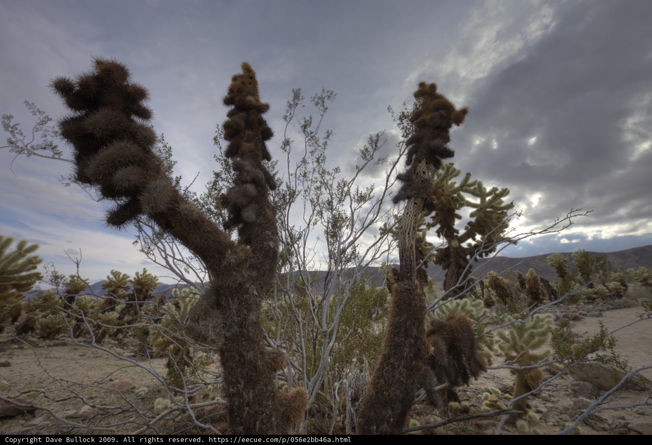 Desert Dreamscapes