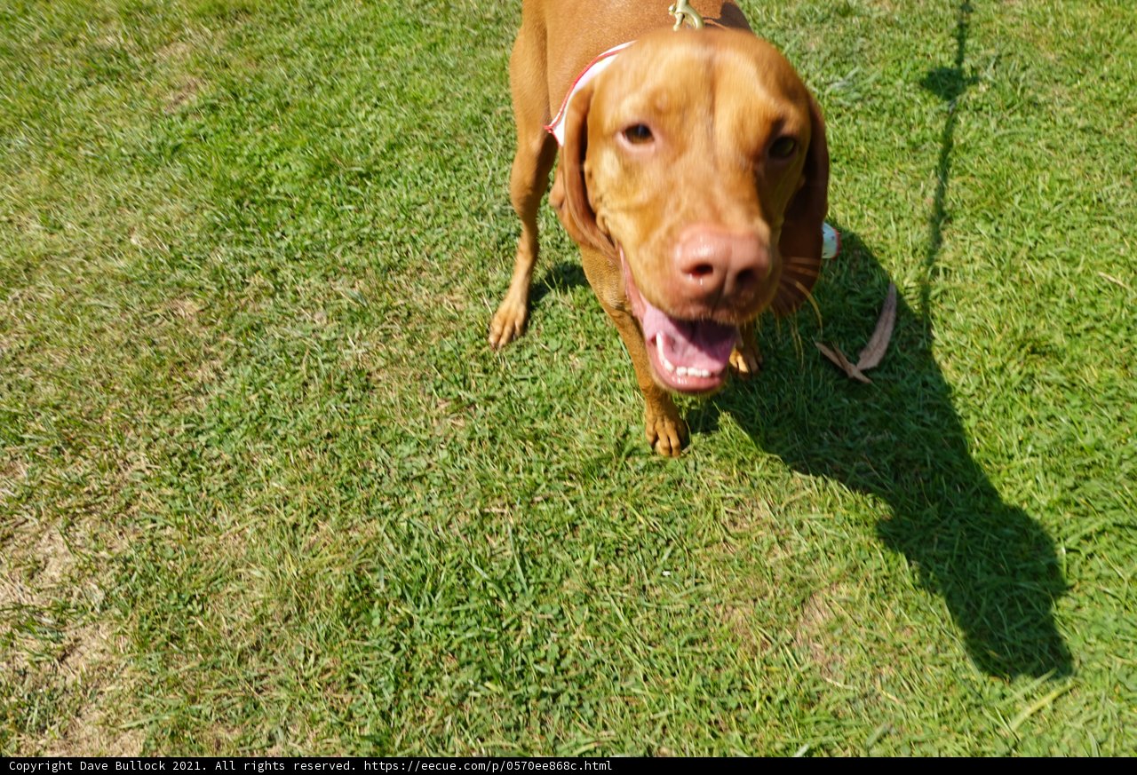 Graceful Vizsla in the Grass